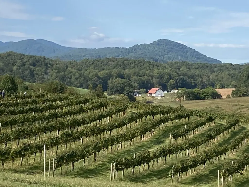 North Carolina wine, chardonnay, chef susie norris, beginner grape growing